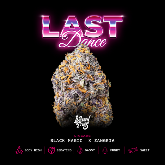 Last Dance (Black Magic x Zangria) 6 seeds