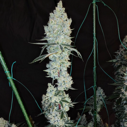 Lemon Cherry Pie R1 (Candy Store #25 x Georgia Pie) 5 seeds
