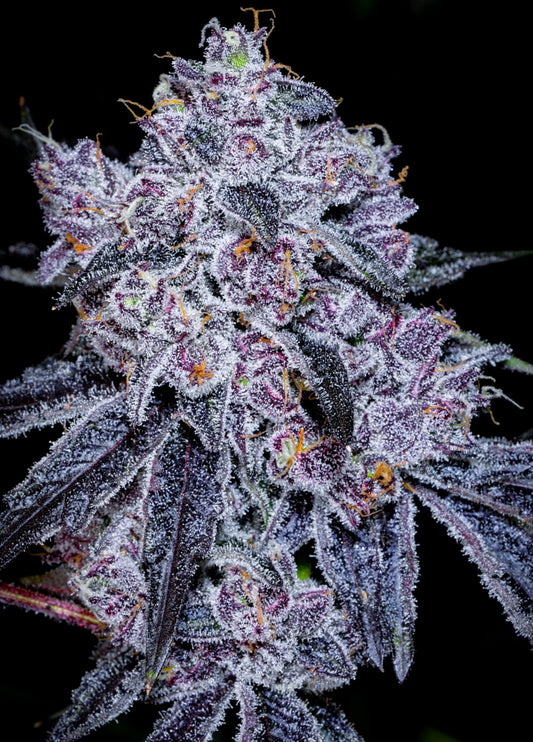 Lobzter (Zangria x Blue Lobster) 7 seeds