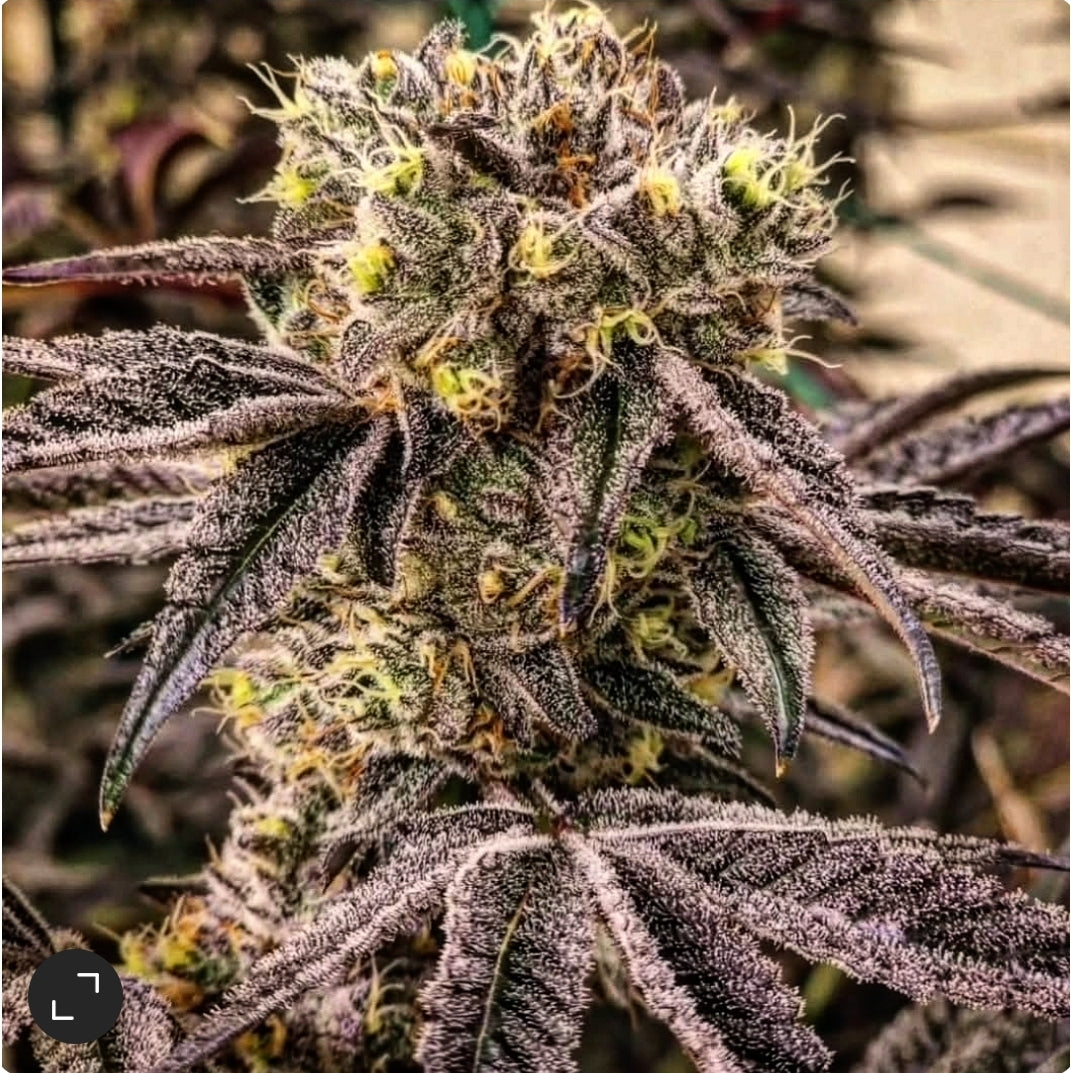 M.C. Nuggets R1 (Martian Candy OG x Wrank) 5 seeds