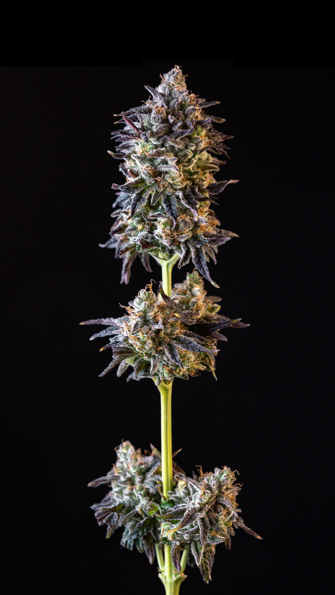 Merengón (Crumbled Lime x Tropicanna Punch) FEM 5-Pack