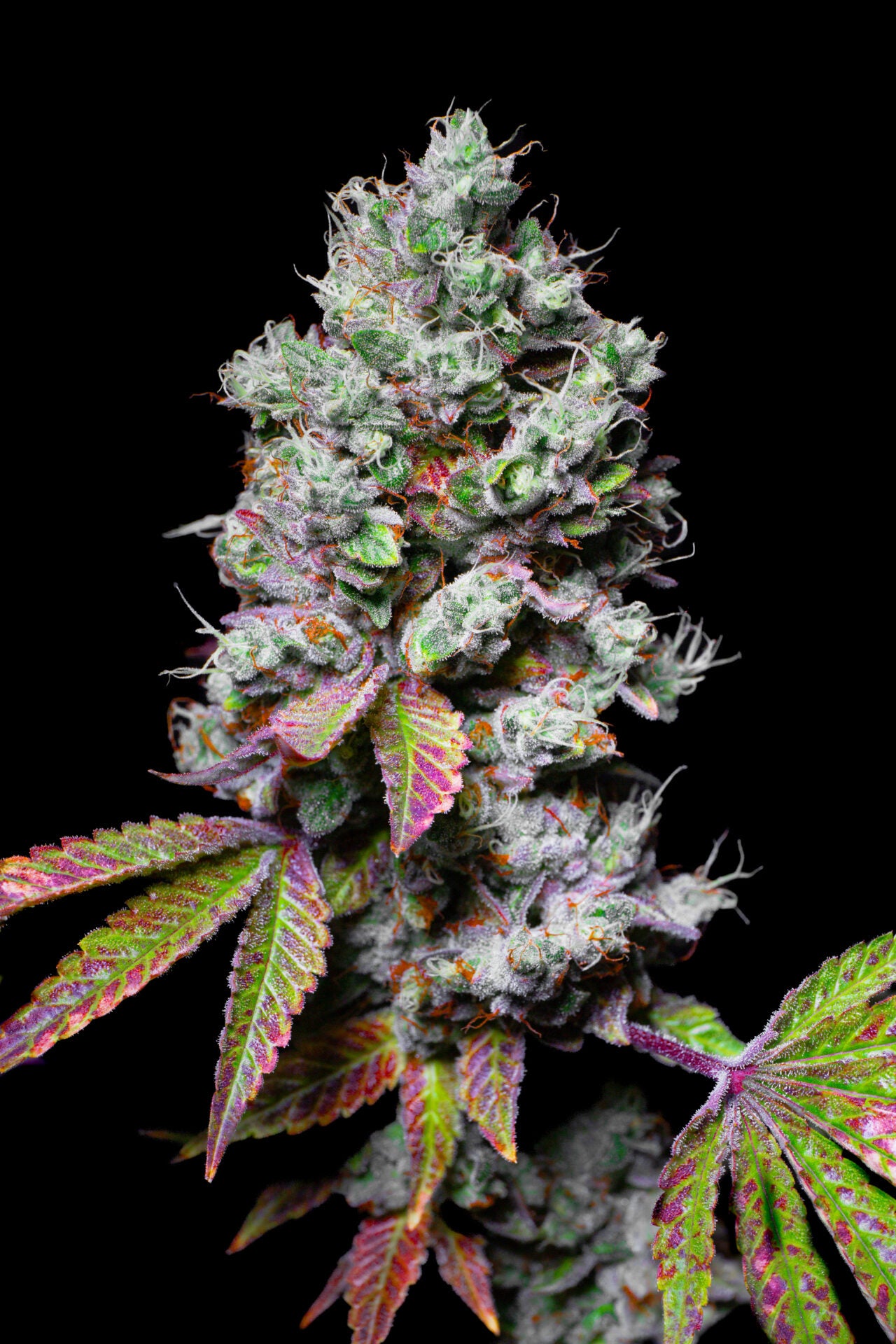 Mochi (Cherry x Thin Mint Cookies) 5 seeds - Pure Instinto 'Exotic Line'