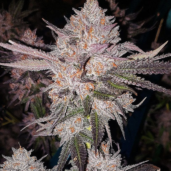 OG Kush Auto (‘92 OG Kush x DieselRyder) 6 seeds