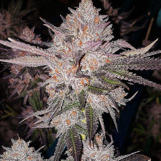 OG Kush Auto (‘92 OG Kush x DieselRyder) 6 seeds