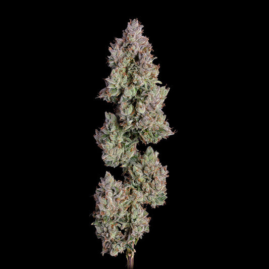 Oh My Thai Auto (Purple Thai x Pineapple Runtz) 6 seeds