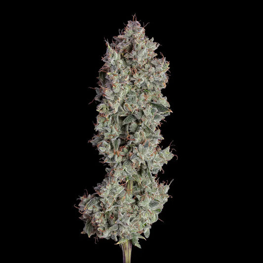 Shortcut Auto (Pineapple Runtz x Pineapple Runtz) 6 seeds