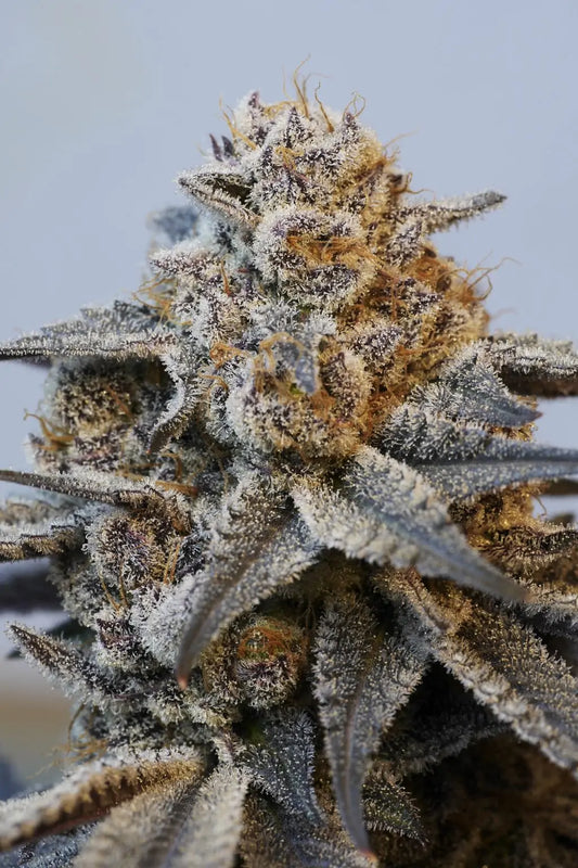 Truffle Jordan (White Truffle x Tricho Jordan 110) fem seeds