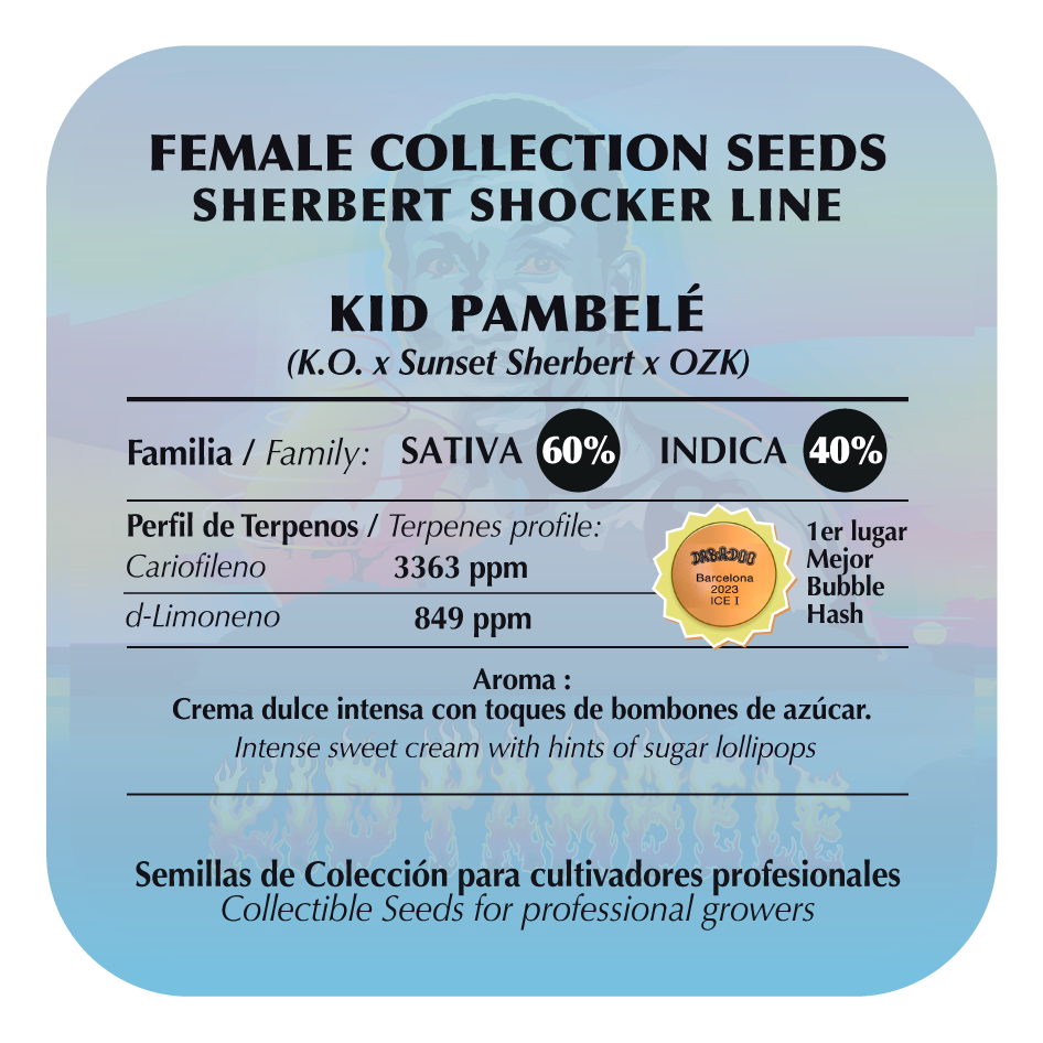 Kid Pambelé (K.O. x Sherbert Shocker) FEM 5-Pack