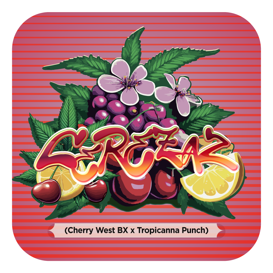 Cerezaz (Cherry West BX #8 x Tropicanna Punch #61) FEM 5-Pack