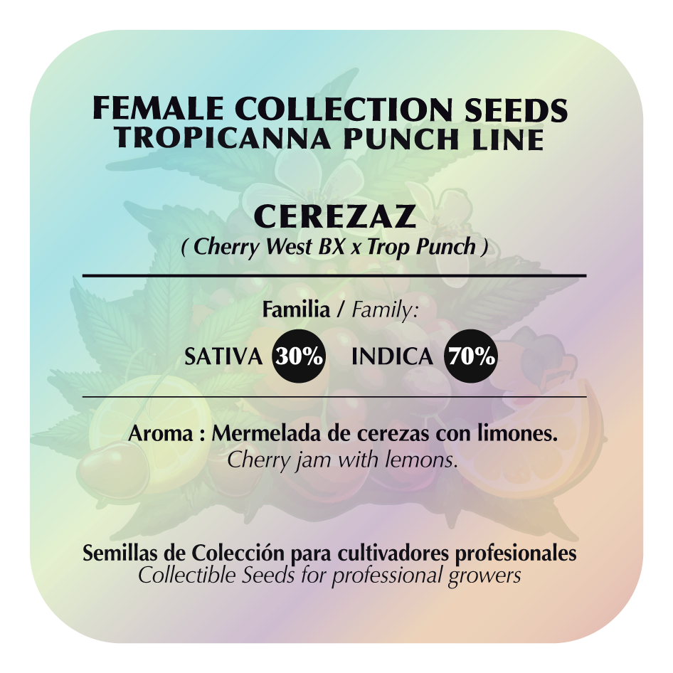 Cerezaz (Cherry West BX #8 x Tropicanna Punch #61) FEM 5-Pack