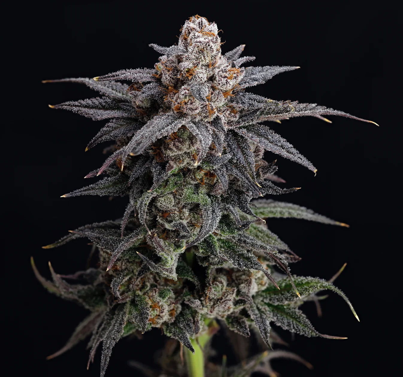 Cold Press ((Papaya x Strawnana) x Runtz) 3-Pack