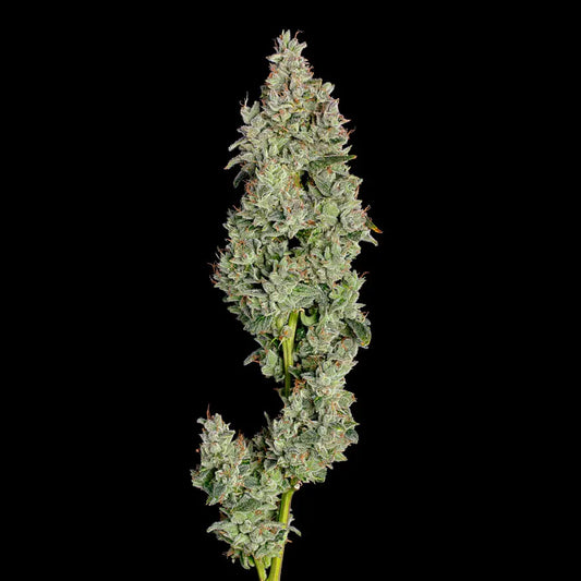 Pineapple Daddy Auto (Banana Daddy x Pineapple Runtz) 6 seeds