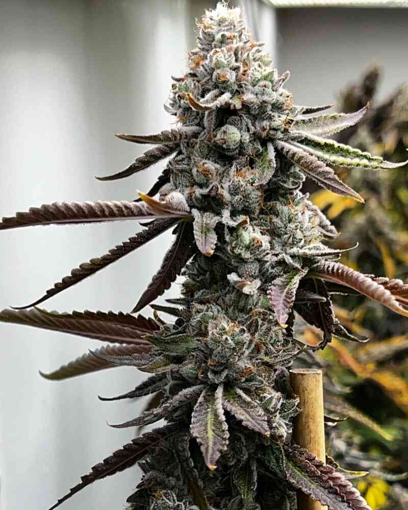 Pineapple Punk (Cinderella 99 Bx x Pineapple Whip) - Tiki Madman Collab 3 seeds + 3 Baja Blast S1