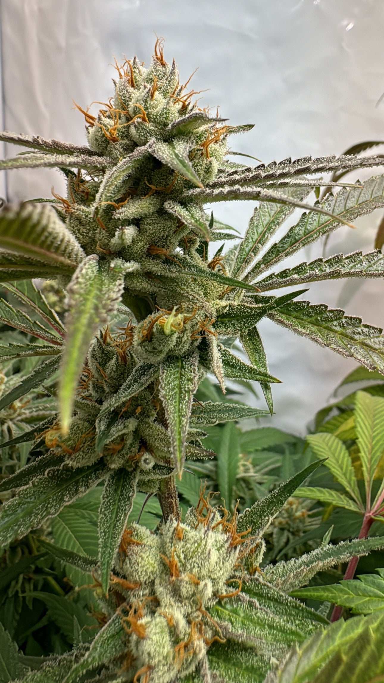 Pink Crumble (Crumbled Lime x Pink Runtz) 6 seeds