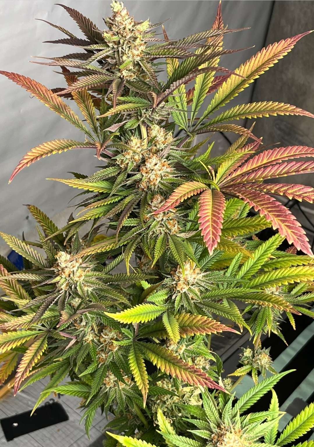 Pink Crumble (Crumbled Lime x Pink Runtz) 6 seeds