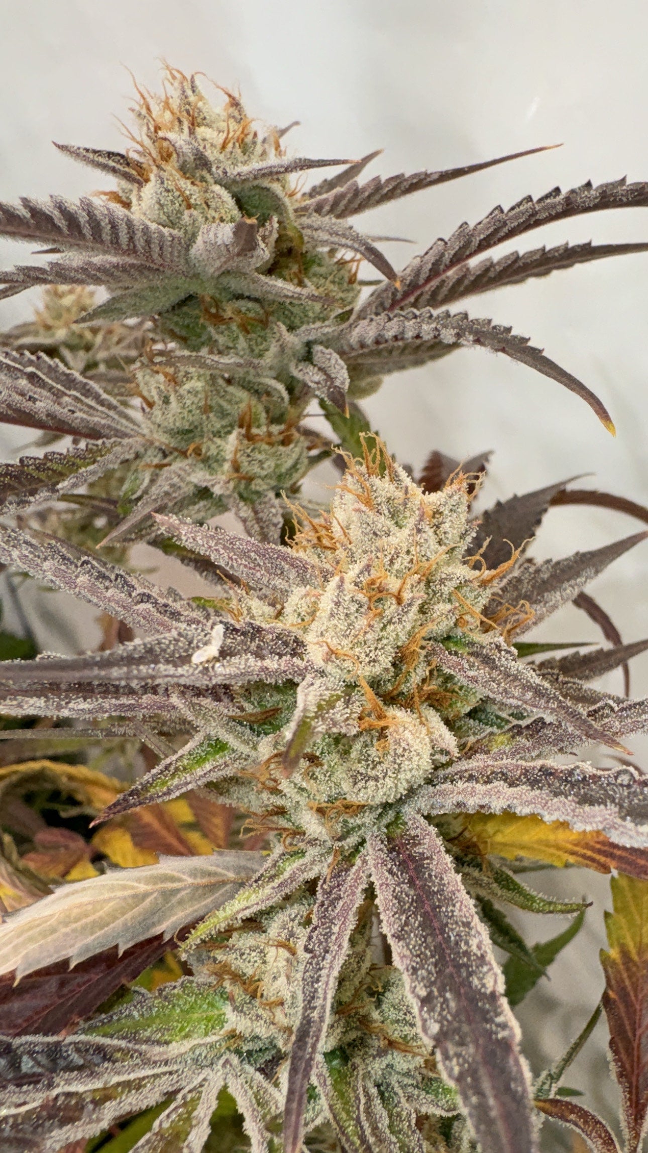 Pink Crumble (Crumbled Lime x Pink Runtz) 6 seeds