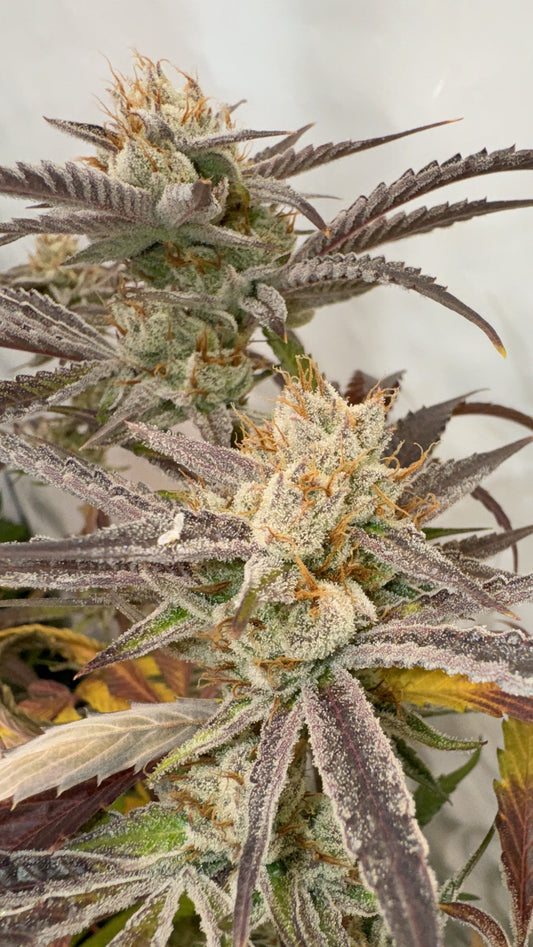 Pink Crumble (Crumbled Lime x Pink Runtz) 6 seeds