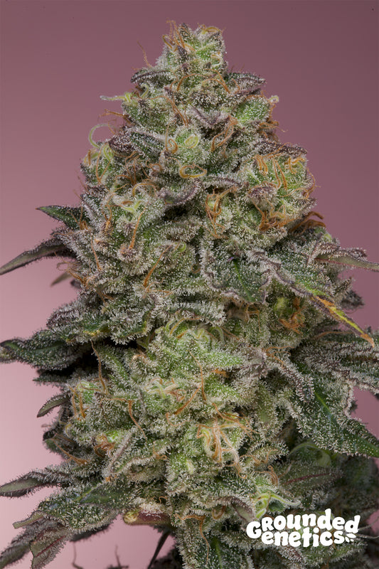 PINK PARMESAN (Exodus Cheese x PapayaDawg) 7 seeds + 2 Pineapple Squeeze + 2 Pink Poochie