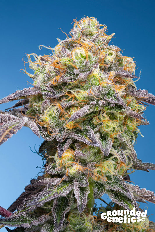 PLUMZ (Zerberry x PapayaDawg) 7 seeds + 2 Permanent Melons + 2 Yellow Fresca