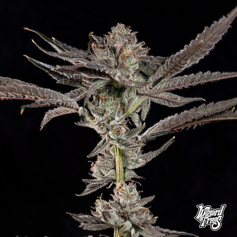 Propa Candy (Blue Nerdz x Tea Time) 3-Pack