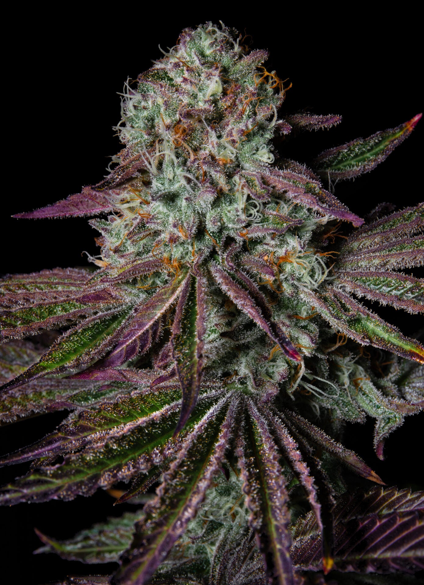 Pure Glitter (Grape Gas #10 x OGKB Blueberry Headband) 5 seeds - Pure Instinto