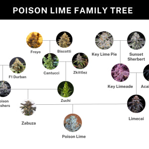 Poison Lime (Zabuza x Limecai) 6 seeds + 3 Sour D Zoda