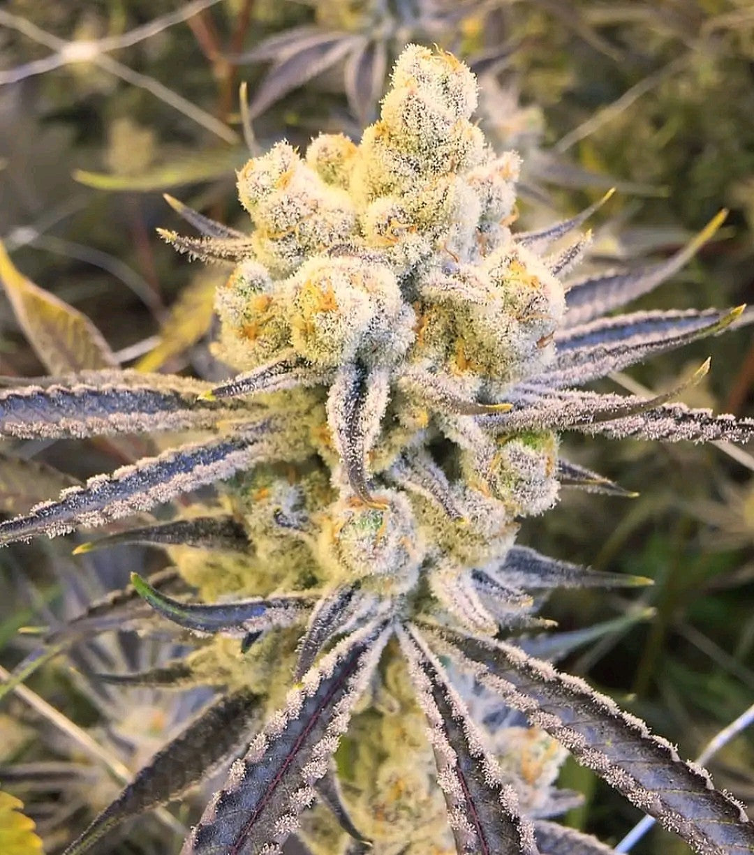 Platinum Punch (Platinum x Purple Punch) fem seeds