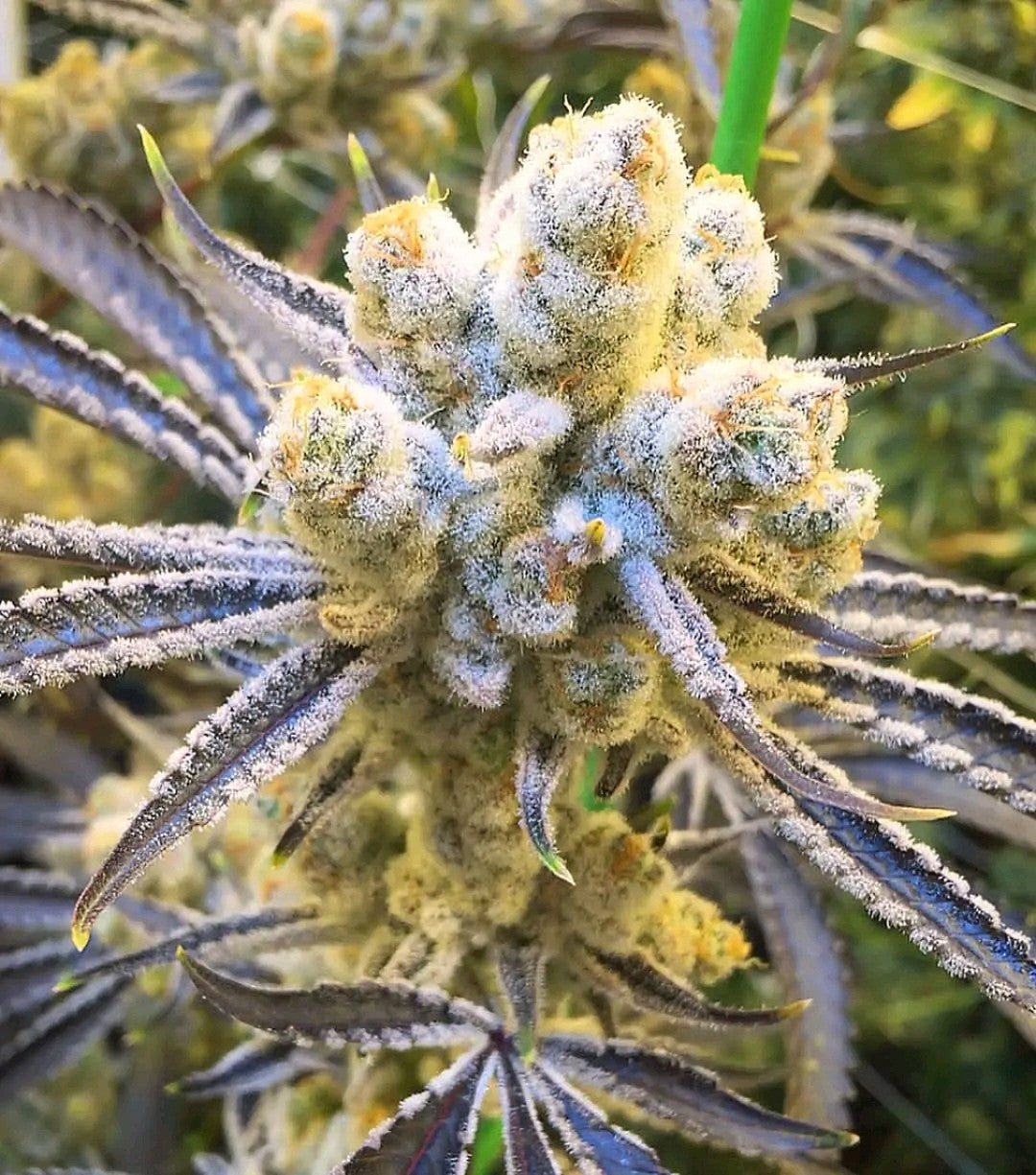 Platinum Punch (Platinum x Purple Punch) fem seeds