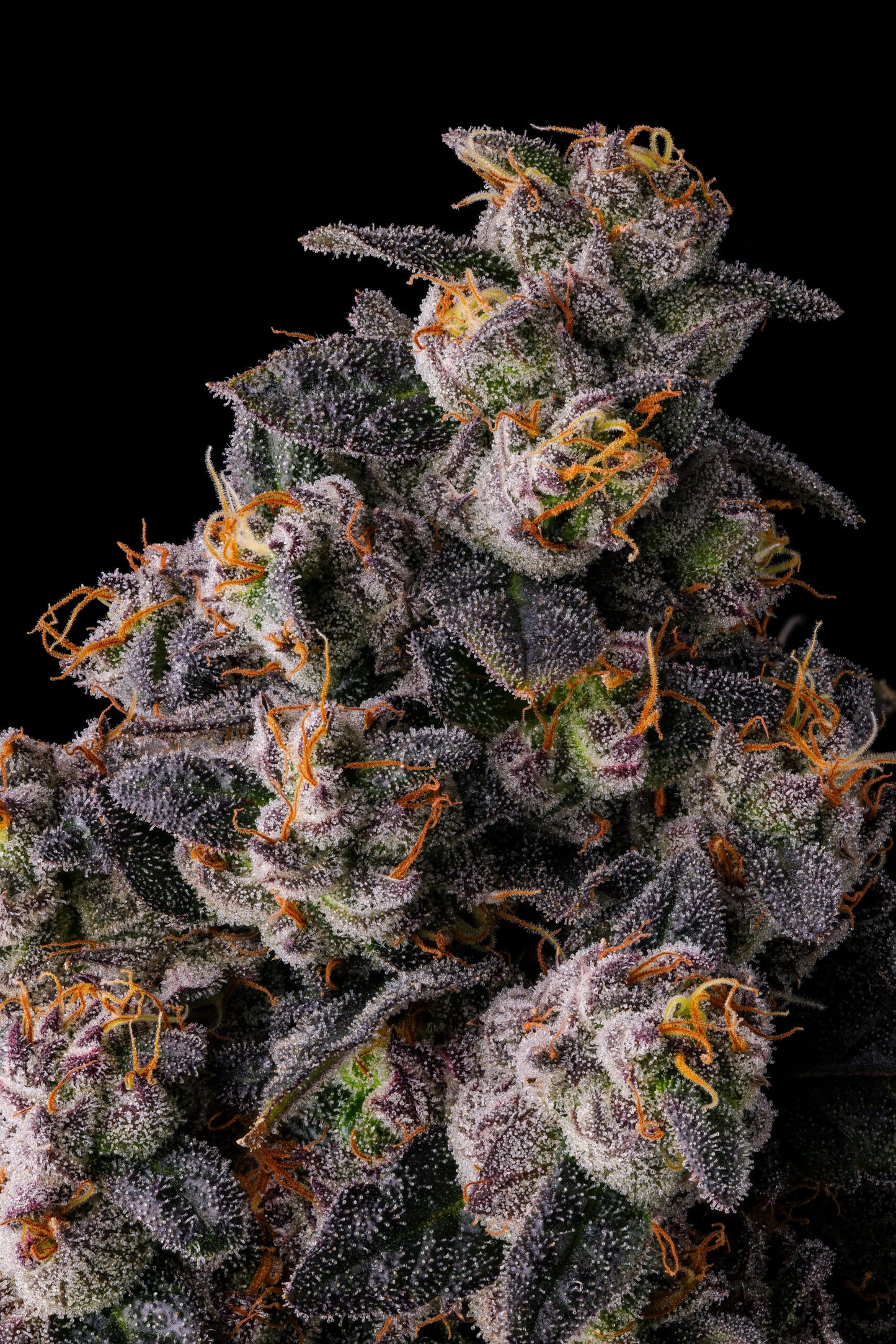 Rainbow Guavè (RAINBOW GUAVA X PAVÈ) 7 seeds