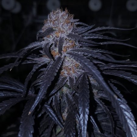 Lion Strength S1 6+ seeds FEMINIZED