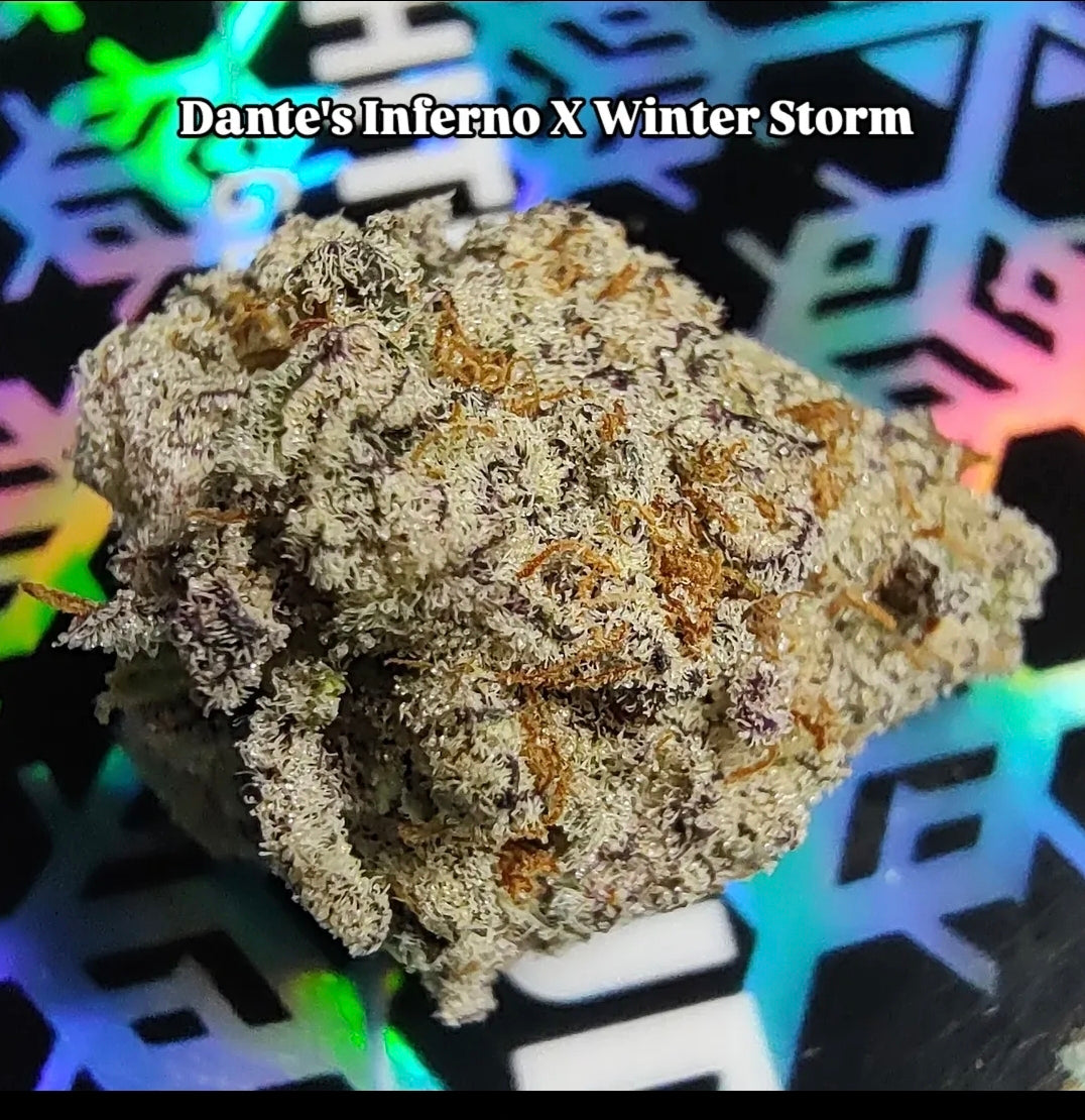 Dantes Inferno x Winter Storm Fem 6 seeds