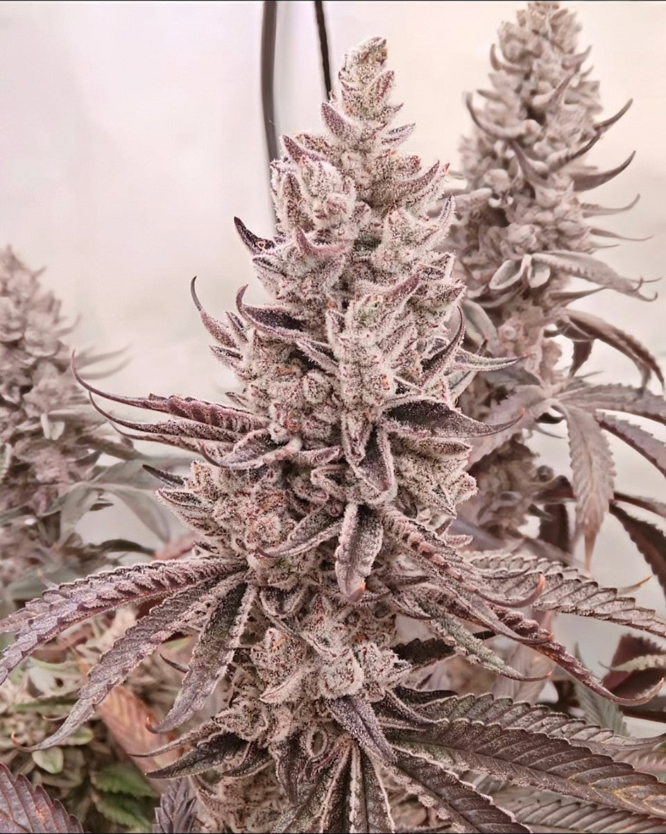 Chimera #2 S1 fem seeds