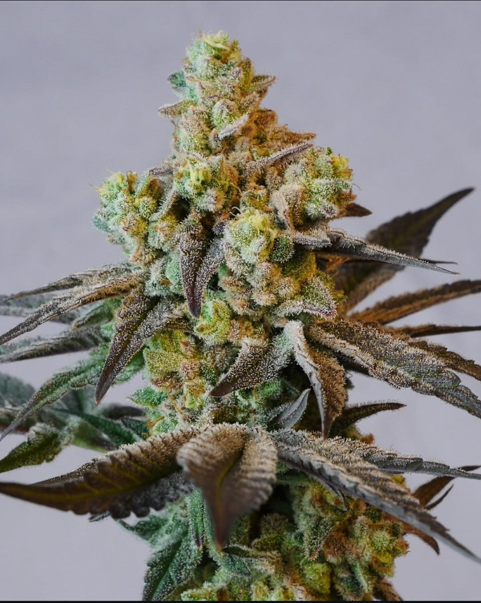 Chestah The Cheetah (Red Hotz AKA Love Seed 2.256 x Chimera #3) 5(+2) seeds
