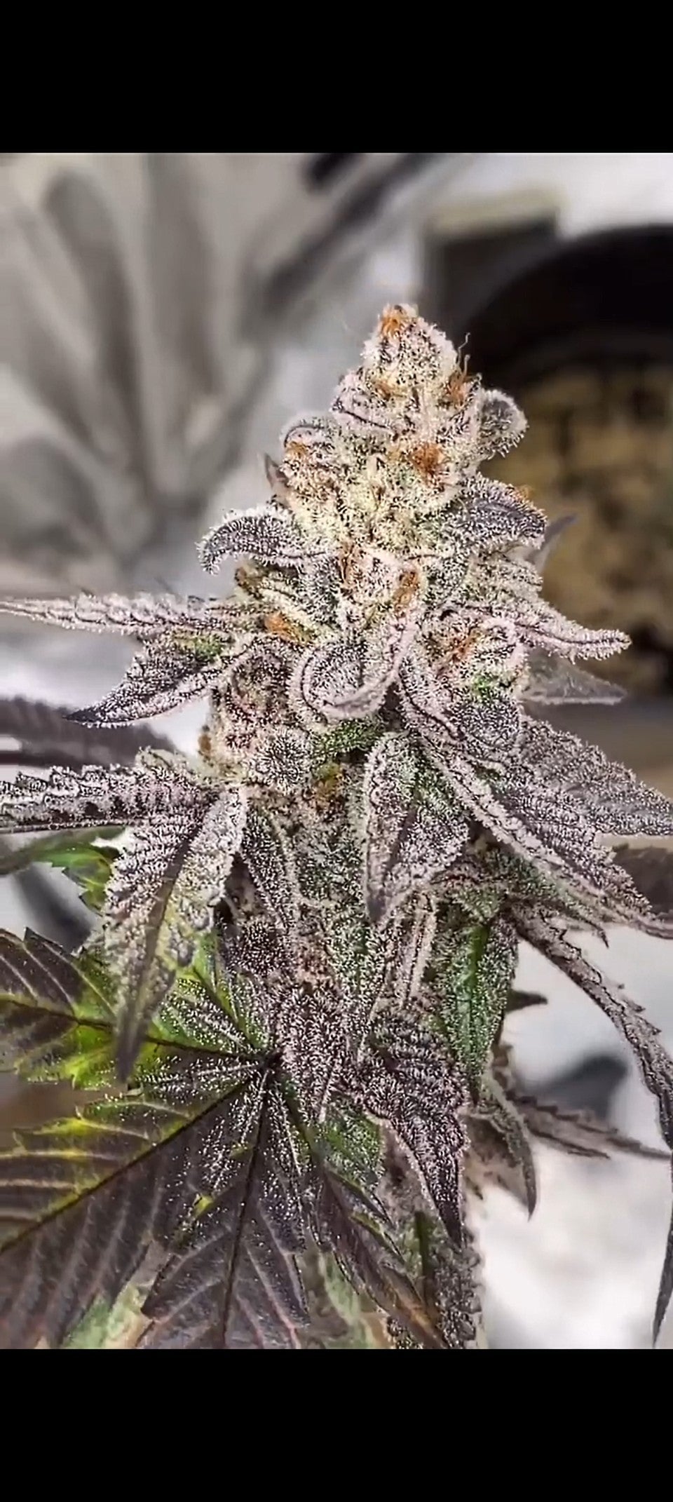 Ghost Face Truffle (I Scream Cake x White Truffle) fem seeds