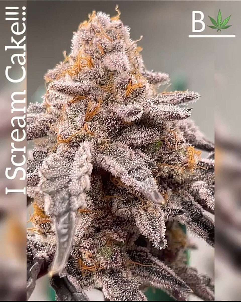 Ghost Face Truffle (I Scream Cake x White Truffle) fem seeds