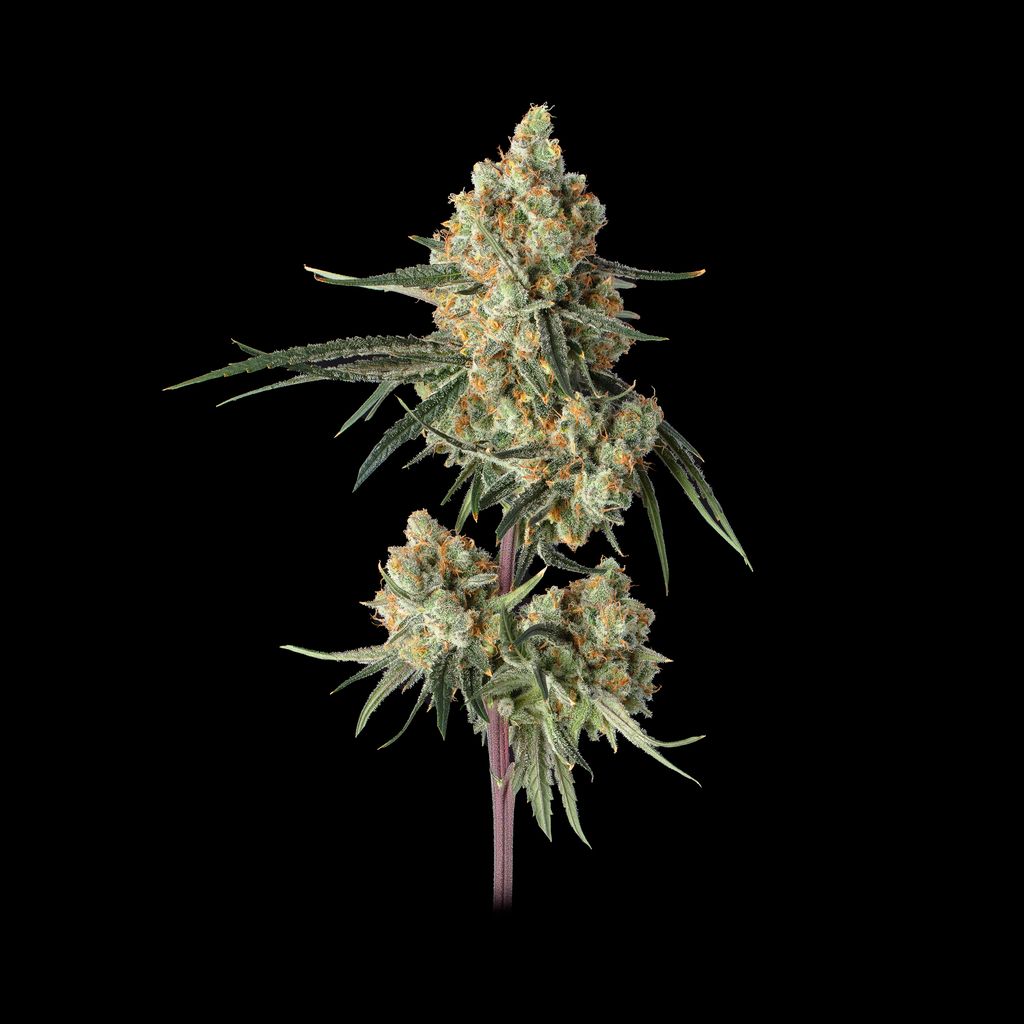 Sour Berry Shake (Sugar Shack x Super Lemon Haze #119) 3 seeds