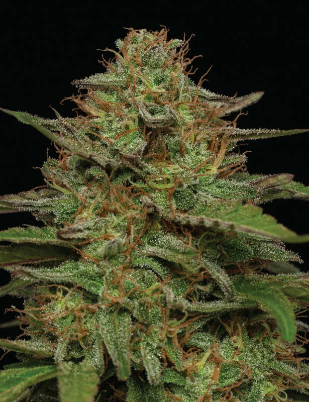 Strawberry Cheesecake Auto (Purple Panty Dropper x Strawberry Cheesecake x Vanilla Latte Auto) 5-Pack