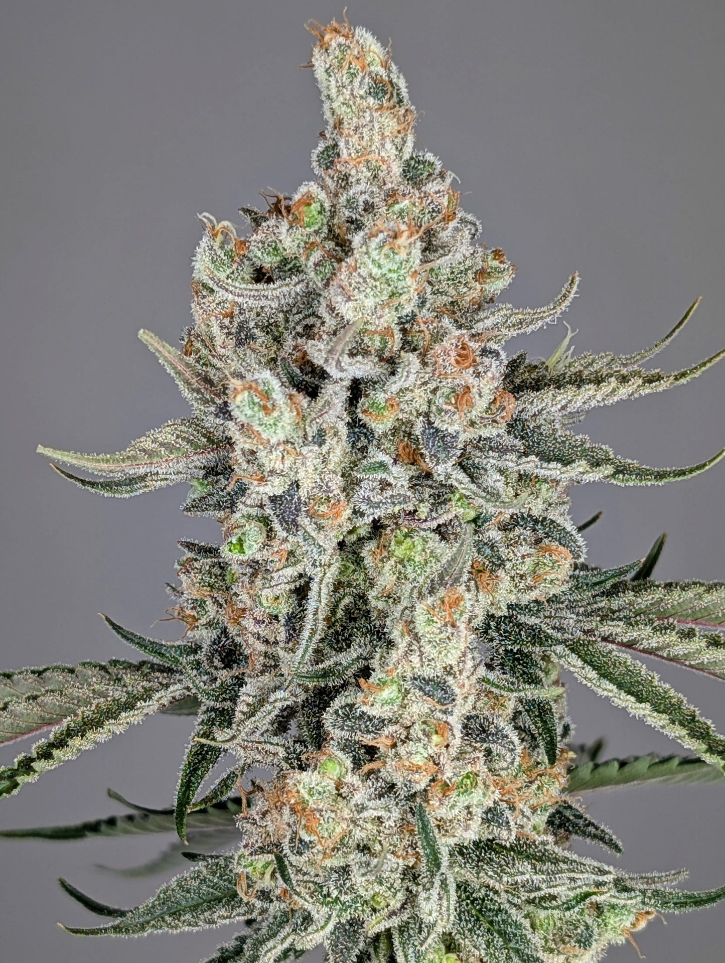 Strawberry Lobster (Strawberry Cough x Blue Lobster) 7-Pack