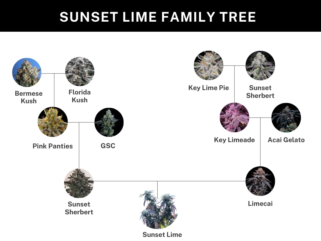Sunset Lime (Sunset Sherbert x Limecai) 6 seeds + 3 A&B x Zoda