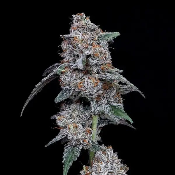 The Big Mac Auto (Mac x OG Kush Auto) 5 seeds