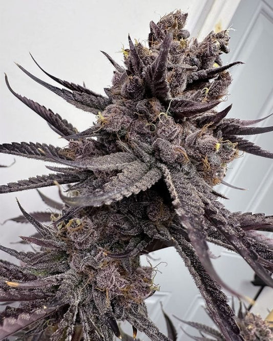 Trap God (Trap Trufflez x Last Supper) 6 seeds