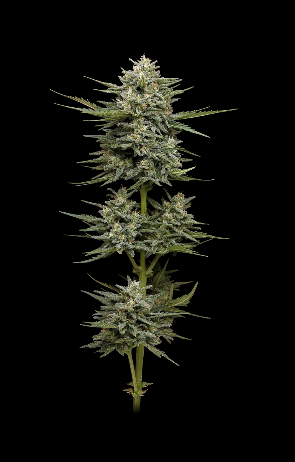 Vanilla Latte Auto (Vanilla Frosting x Sol Mate Auto) 5-Pack