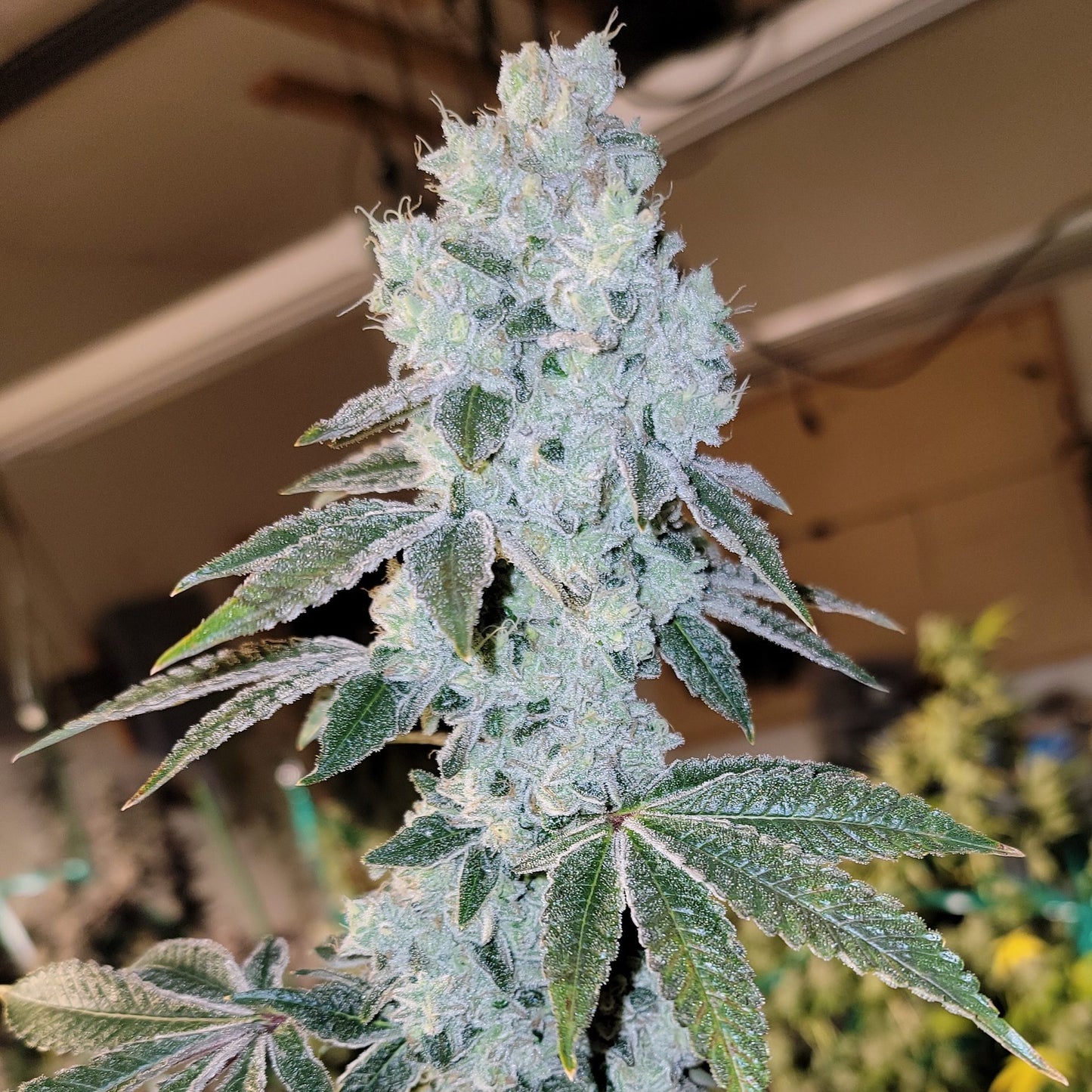 Voilà Auto Rbx5 (Lilac Diesel IBL* auto x Banana Daddy IBL** auto) 6 seeds