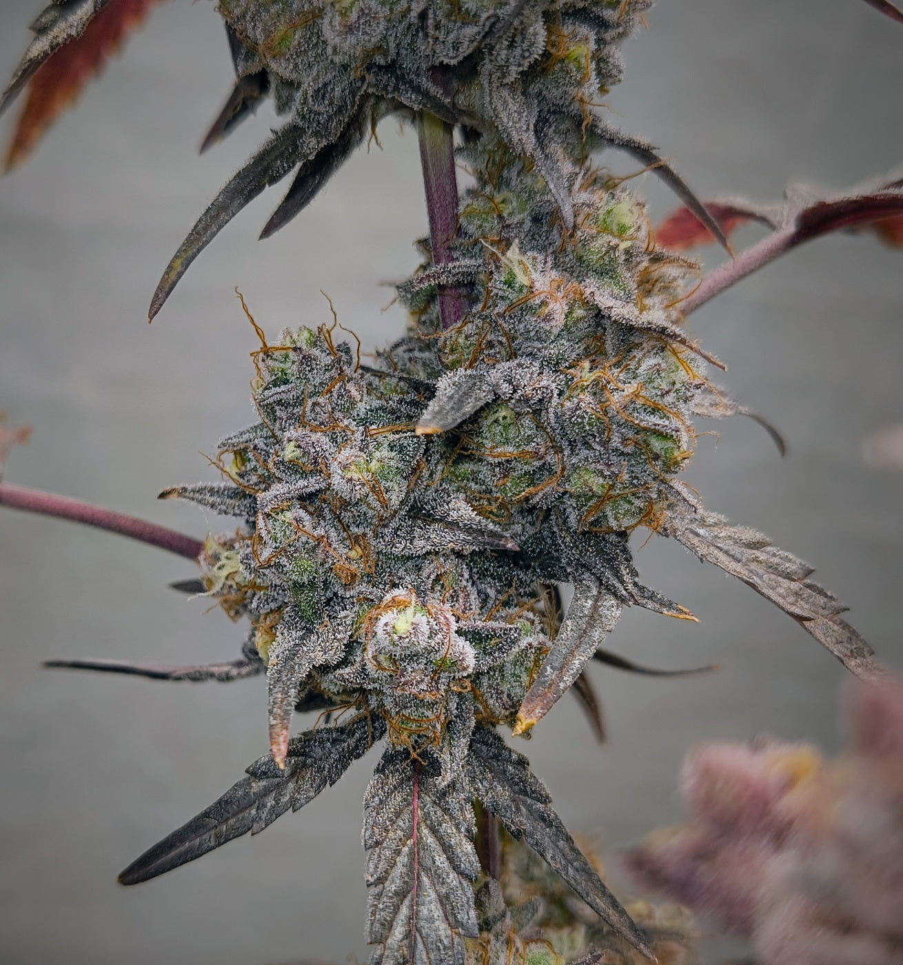 Wotans Dream (Reg) 12 seeds