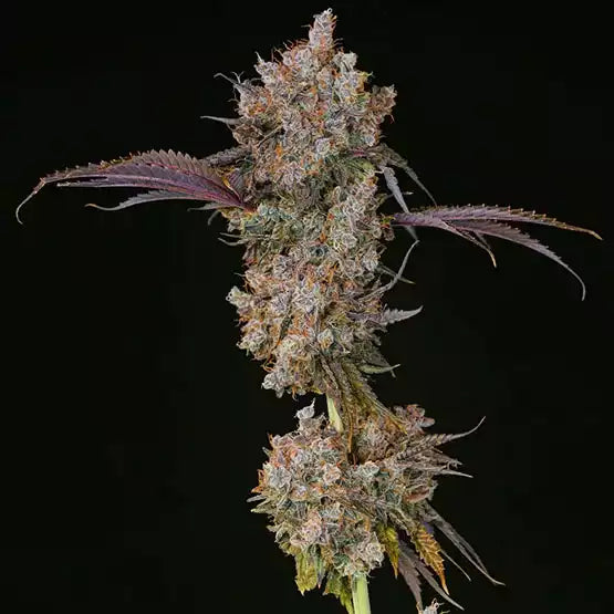XXX (Lemon Berry Candy OG x End Game Punch Line #3) 5 seeds