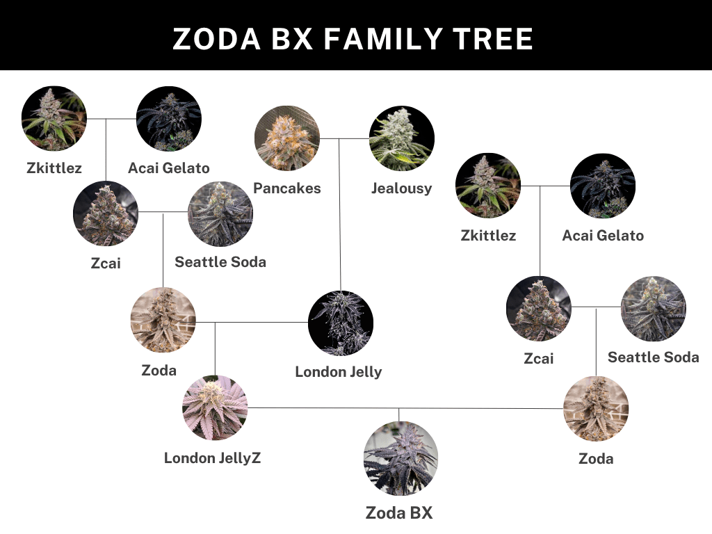 Zoda Bx1 (London Jellyz x Zoda) 6 seeds + 3 Sour D x Zoda