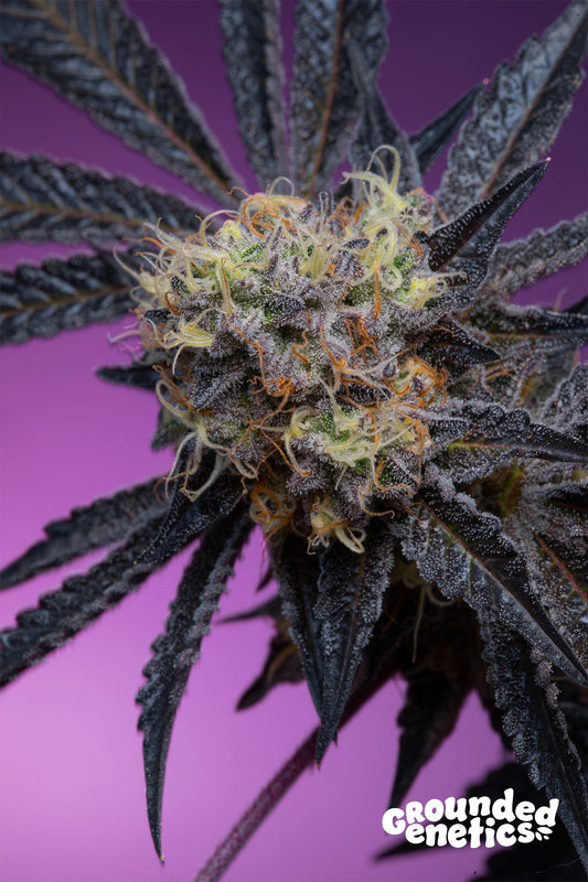 ZOAPAYA (Zoap x PapayaDawg) 7 seeds + 2 Blucci S1 + 2 Blue Honey