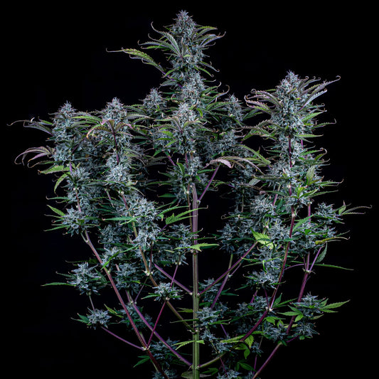 Chemdogging (ChemD IBL (Rez) x Old School Sativa Breeding Auto) 3-Pack