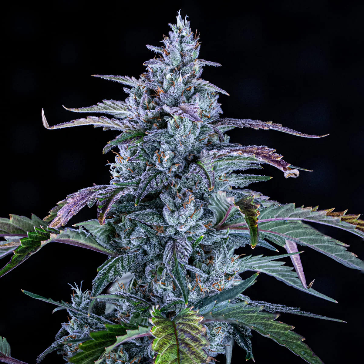 Fugue State (Amnesia Haze Bx1 (Archive Seeds) x Walter White F5) 3-Pack