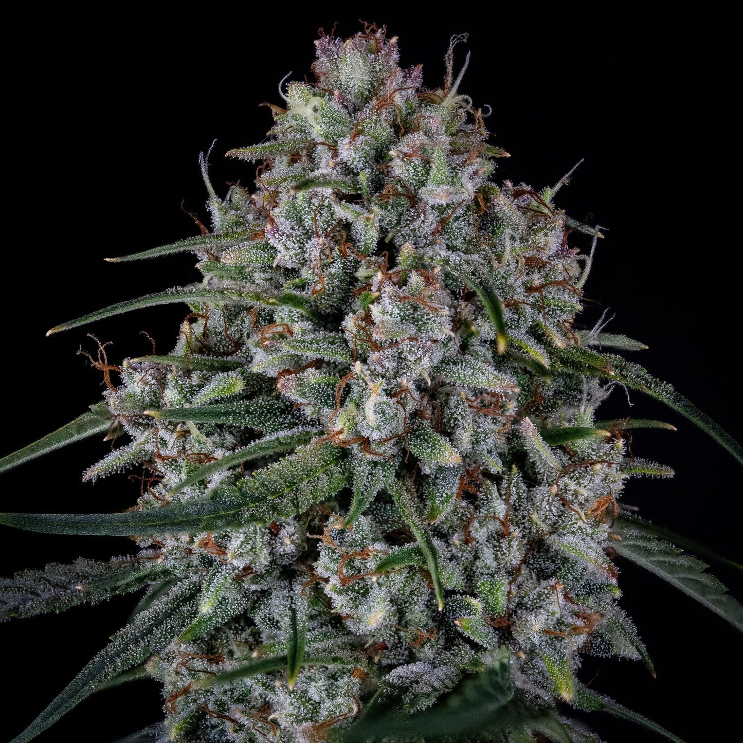 Skywalker (Skywalker Kush Cut (selected from DNA seeds) x Triangle F3) 3-Pack